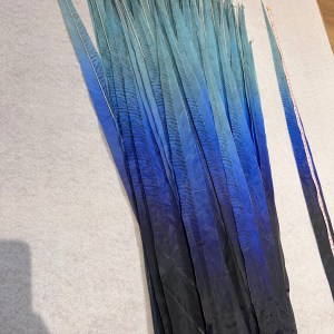 Plume Majestueuse de Samba bleue